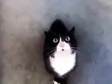 Funny videos cats -cat talking‬ like human-