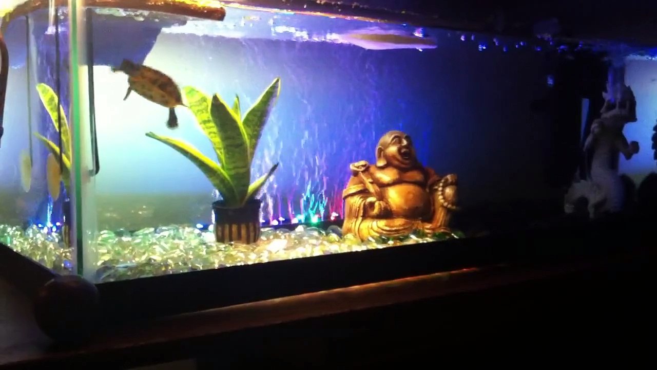 Red-eared Slider Turtle Tank Set-up