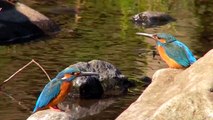 【HD 泉の森】 カワセミvsカワセミ　　 - The duel of two kingfishers -