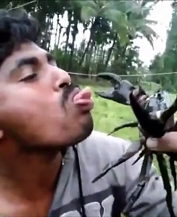 Langue vs Crabe