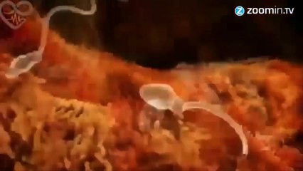 Veja Como é uma Gestação humana em quatro minutos