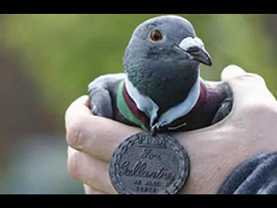 pigeon hero war pigeons homing pigeons