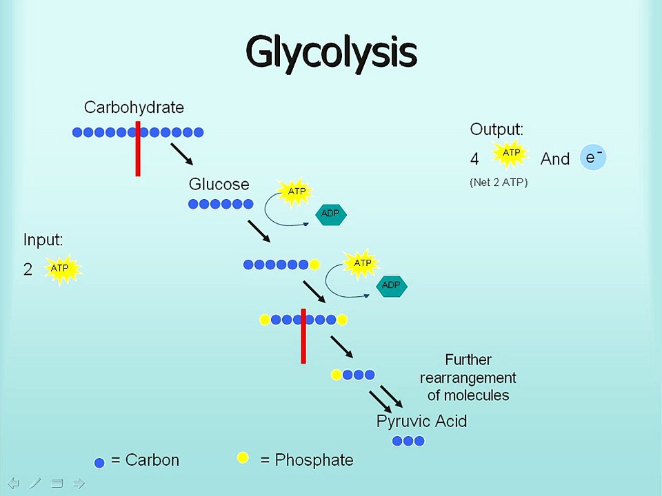 Microbiology: Glycolysis, Fermentation, Respiration