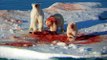Polar Bears Scene - It's their planet too (song: climb)