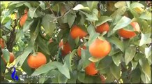 Orange Harvesting, برداشت مرکبا ت