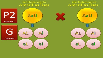 Tercera ley de Mendel o ley de la independencia de los caracteres