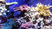 Introduction to my successful marine reef aquarium