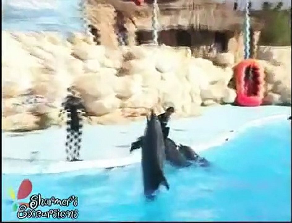 Sharm El Sheikh Excursions - Swimming with Dolphins with Sharmers, a Wonderful Experience in Egypt at an amazing price.