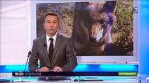 Reportage sur la présence du loup dans les Vosges au JT 19/20 de France 3 Lorraine