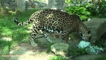 Philadelphia Zoo Jaguar Morning Routine