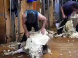 Sheep Shearing in South Australia