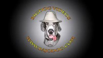 Two Really Big Great Danes Playing Ruff :: http://www.bajodog.com