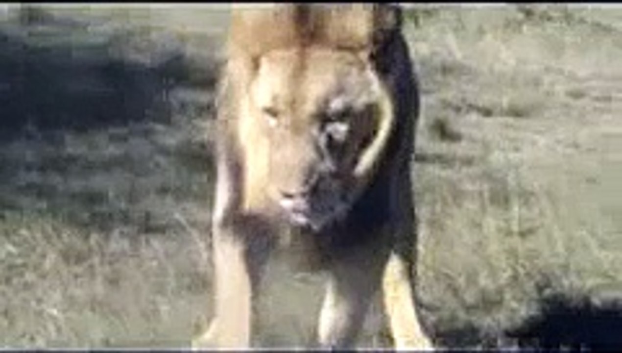 Lion doing a poo on a windy day - and then eating a warthog
