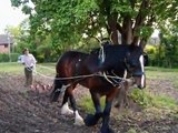 Clydesdales and Shire Horses In The UK