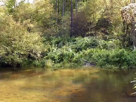 Tennessee Walking Horse Gelding SOLD crossing river