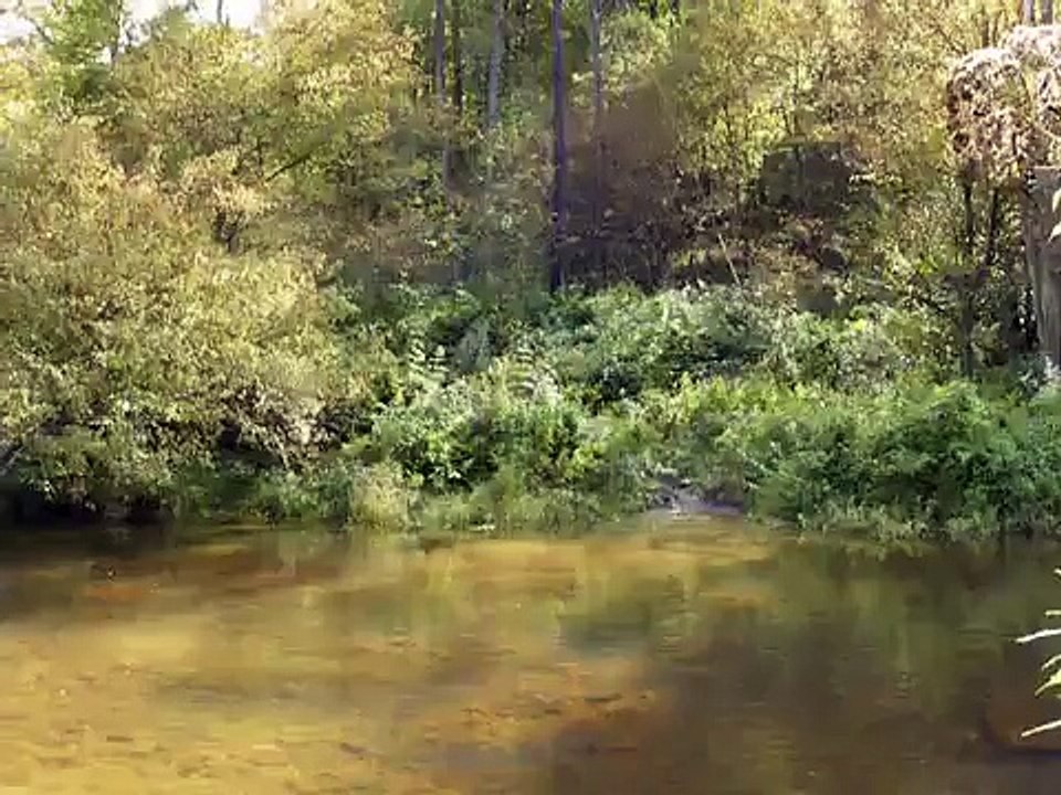 Tennessee Walking Horse Gelding SOLD crossing river