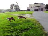 Dozer and Buster take off running