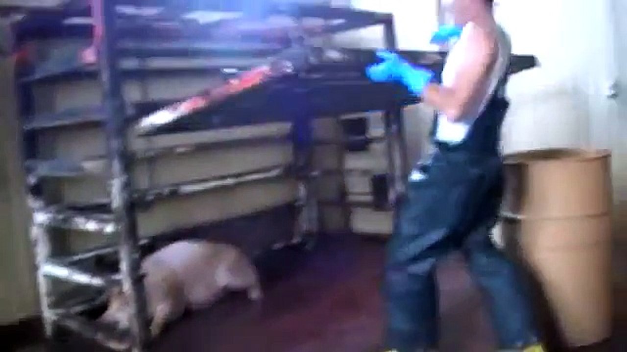 Hog Butchering #1