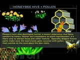 Honey Bee Hive - How Do Bees Make Honey?