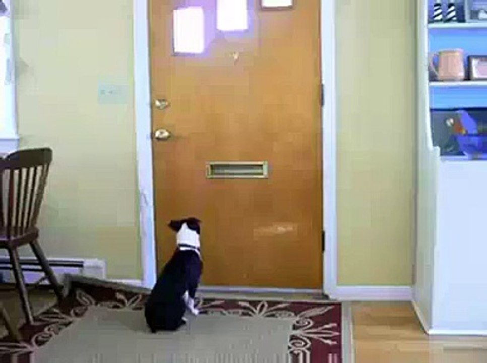 funny dogs