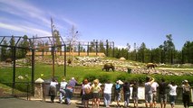 Grizzlies West Yellowstone