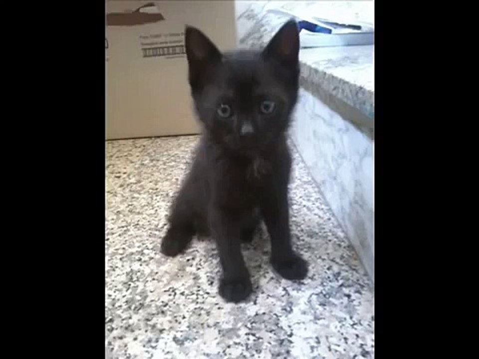 Salviamo gli animali dai laboratori (direttiva del 09/09/10:cani e gatti randagi come cavie)
