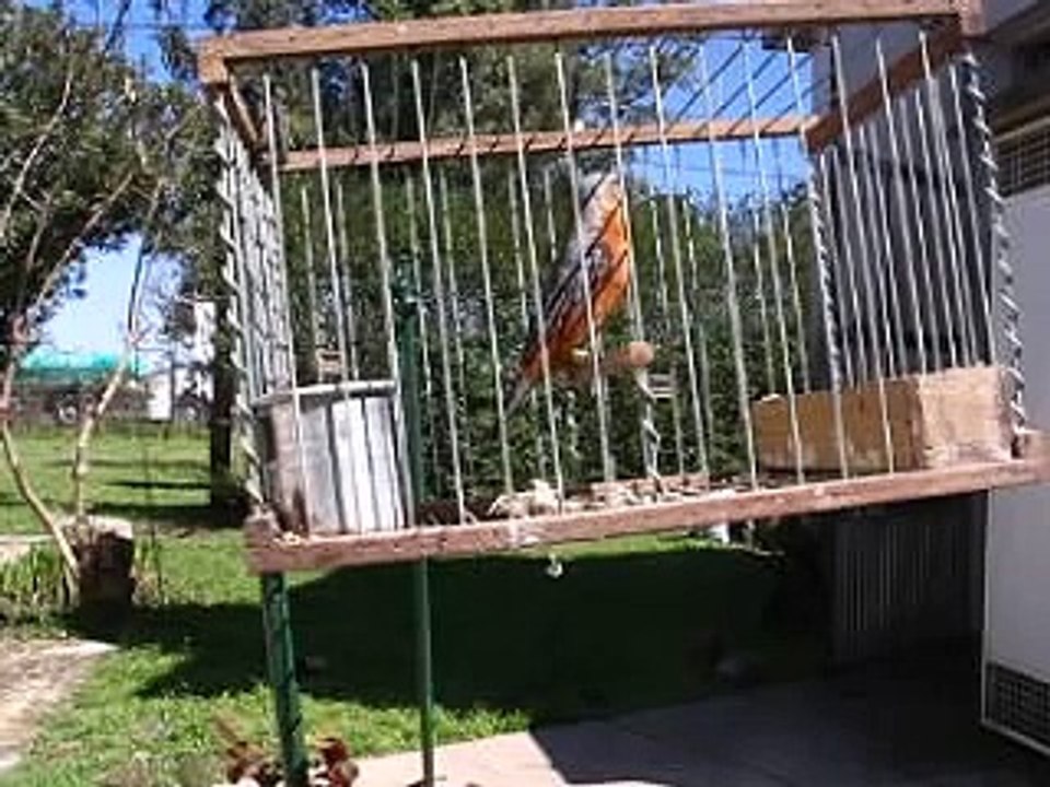 paraguayo colorado cantando