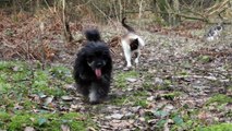 Mit Hund und Katzen im Wald unterwegs (HQ)