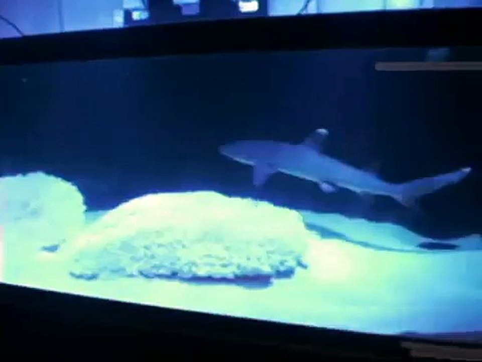 我が家のサメ水槽