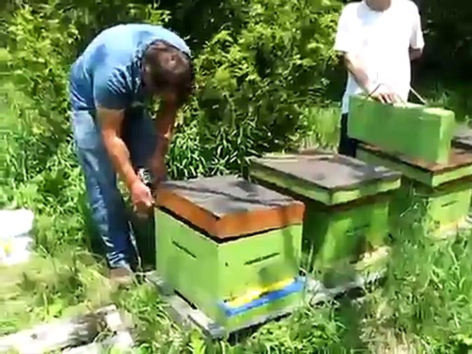 Honey bee Queen Cells