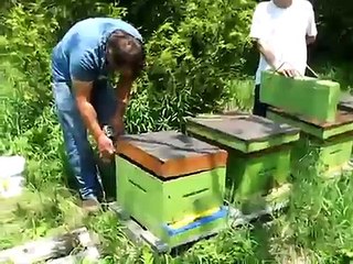 Honey bee Queen Cells