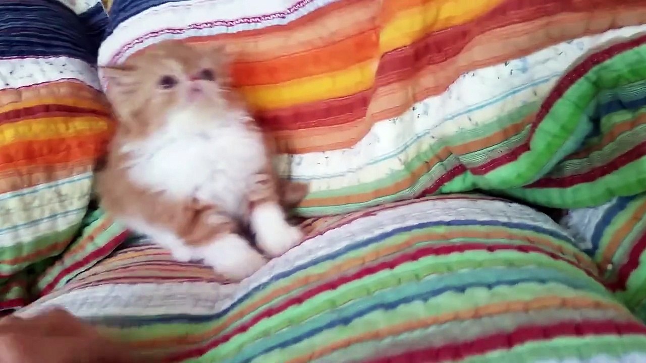 Red &  White Pure Persian   Tabby Bi-Color Male Kitten Playing 7-1-2015