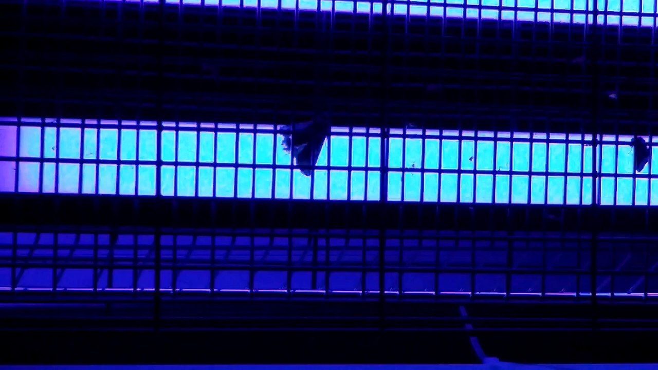 Duramaxx Mosquito Ex 5000 killt Motte