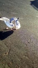 Un goéland fait un numéro de claquettes pour de la bouffe !