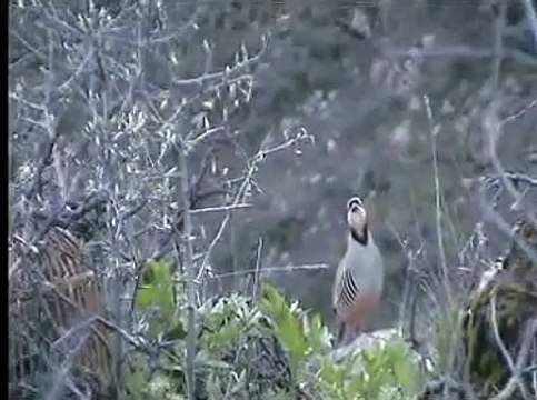 xalonun keklikleri çatı avı robat baglı keklik videosu 2