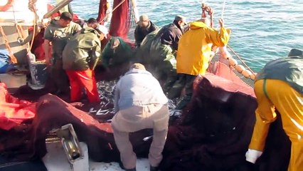 Calayri chlihat 08/01/2013 plage mehdiya peche sardine