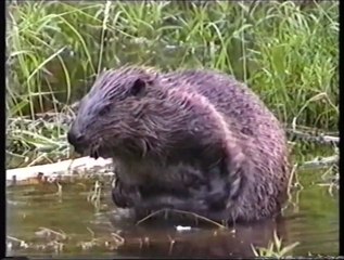 Bever opptak fra Ut i naturen (Castor fiber)