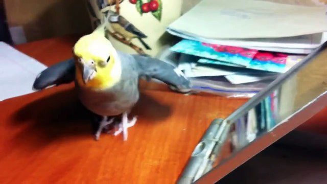 Как поет попугай корелла