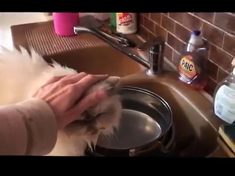 L'euthanasie de mon chat Patou