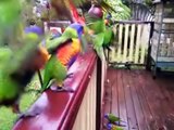 SloMo - Australian Lorikeets in flight.