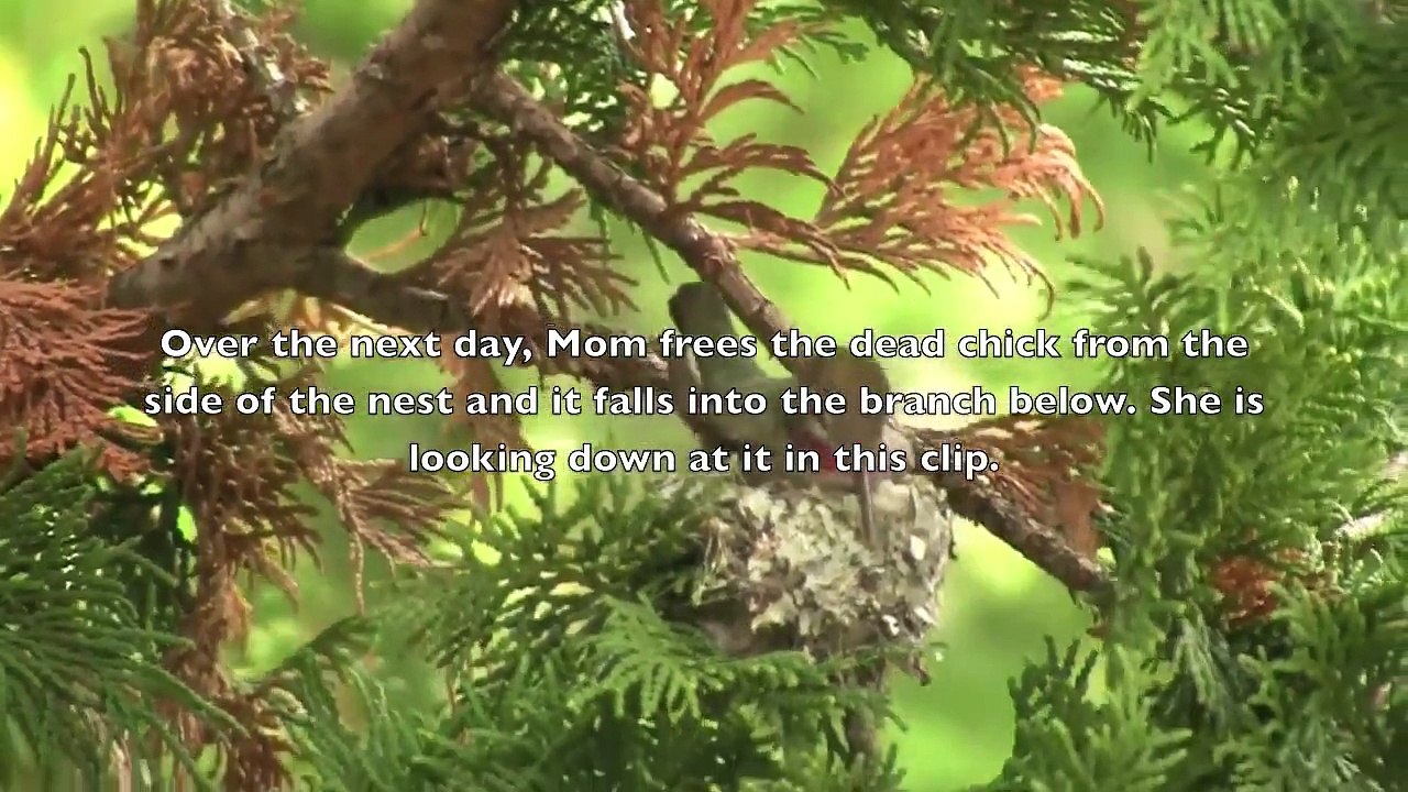 Anna's Hummingbird Nest & Feeding Victoria BC (Mar 28-Apr 8, 2011)