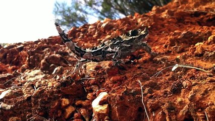 The Thorny Devil - A Short Introduction