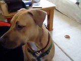 American Pit Bull Terrier Jasmine, doing tricks
