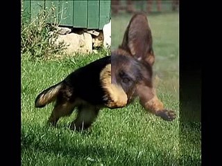 alman çoban köpeği