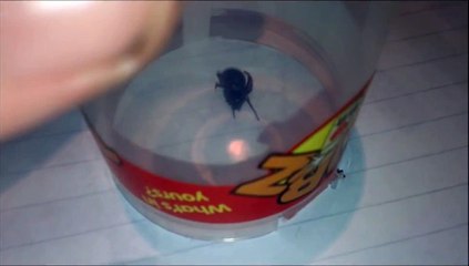 False Widow Spider: Handling Steatoda nobilis