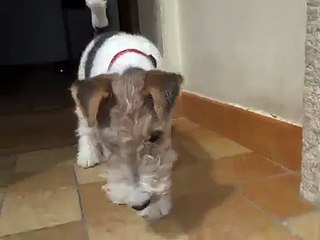 iouna fox terrier à poil dur 11 semaines et 4j  à l'entrée de la maison