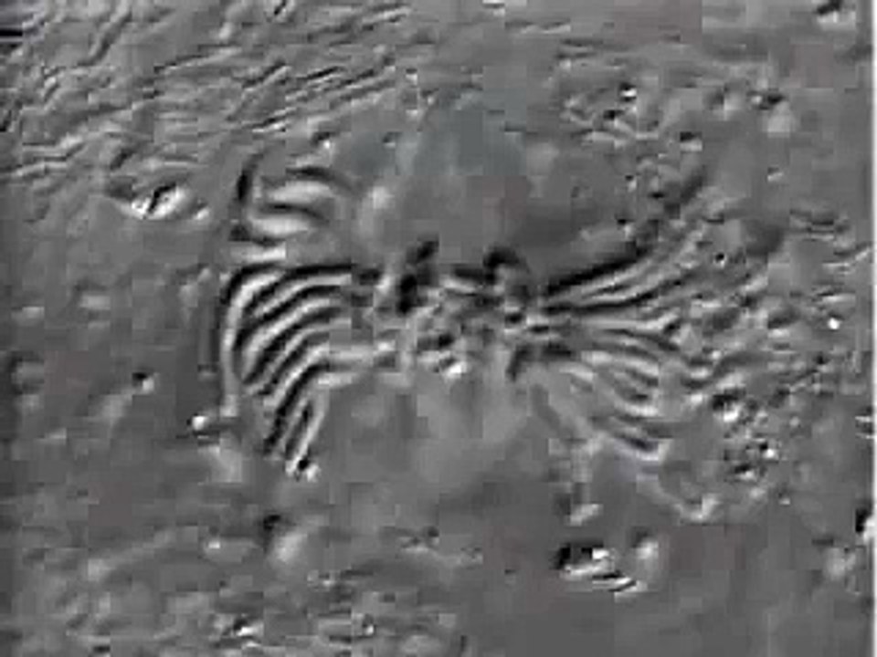 Cell Division