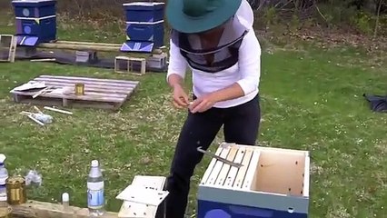 Honey Bee Package Installation