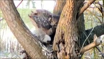 Great Horned Owl Nest ~ Charlo, MT