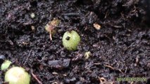 Germinación de Semillas de Peyote - Germination of Peyote Seed - (how to grow)